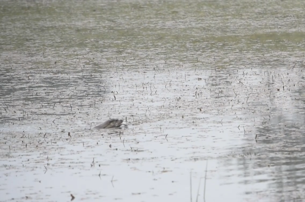 Göksu Tabiat Parkı1