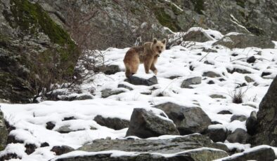 İspir’de Kış Uykusundan Uyanan Boz Ayı Görüntülendi