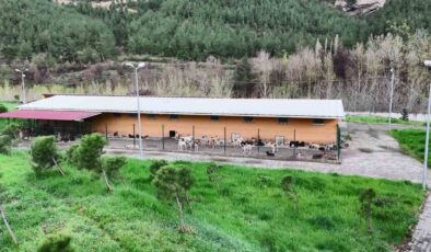 “Haziran Ayına Kadar Sokaklarda Sahipsiz Hayvan Kalmayacak”