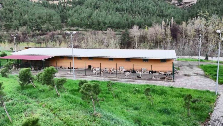“Haziran Ayına Kadar Sokaklarda Sahipsiz Hayvan Kalmayacak”