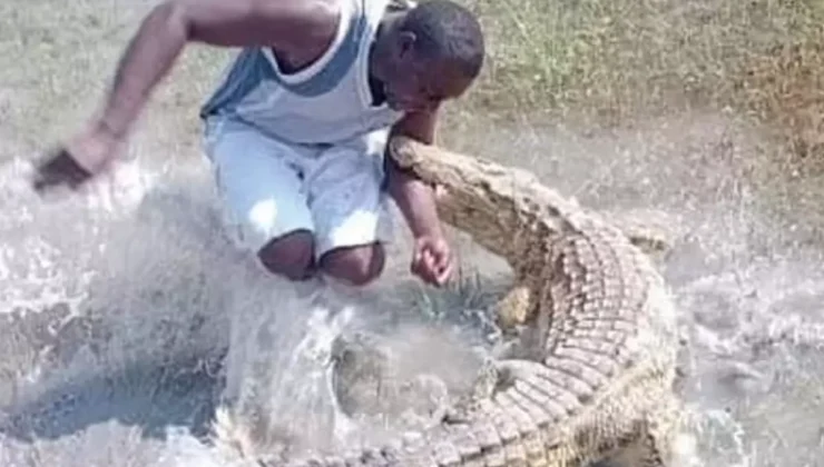 Timsahın Kuyruğuna Dokunmak Faciayla Sonuçlandı