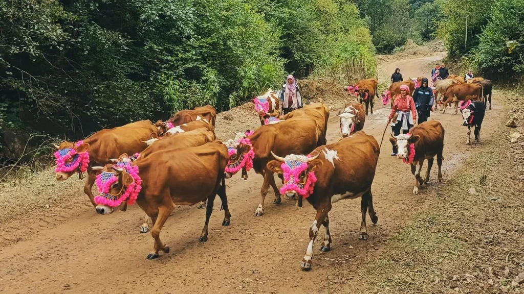 Şalpazarı yayla göçü3