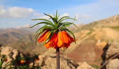 Ters Laleler Açtı, Doğa Tutkunları Akın Etti