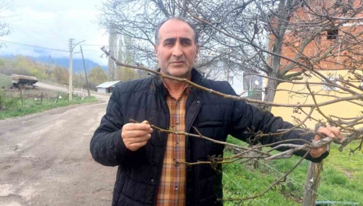 Şebin Cevizinde Zirai Don Felaketi