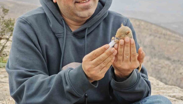 Siirt’te Doğada Bulunan Yavru Sincap Şırıngayla Beslenerek Hayata Tutundu