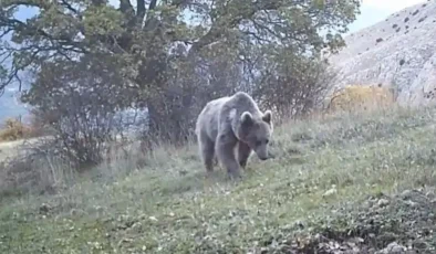 Trabzon’da Ayı Ev Bastı