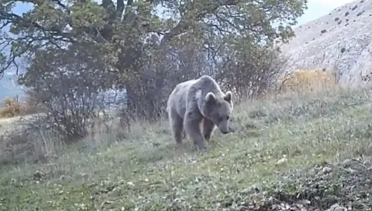 Trabzon’da Ayı Ev Bastı