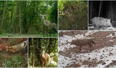 Nadir Görülen Yaban Kedisini Görüntüledi