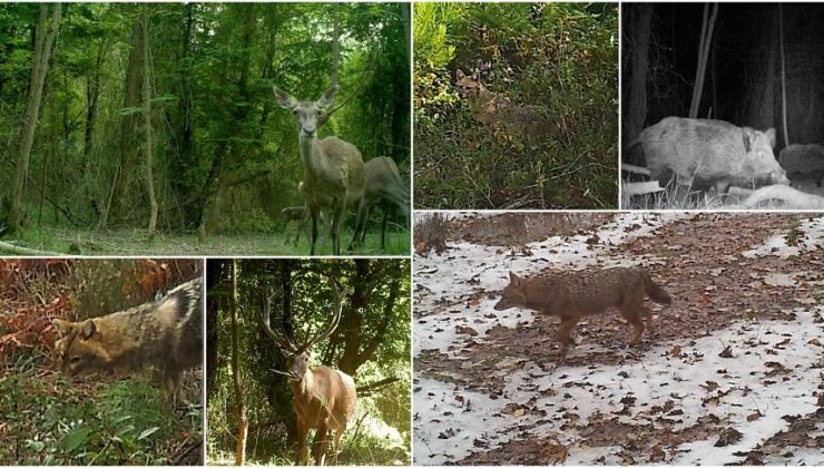 Nadir Görülen Yaban Kedisini Görüntüledi