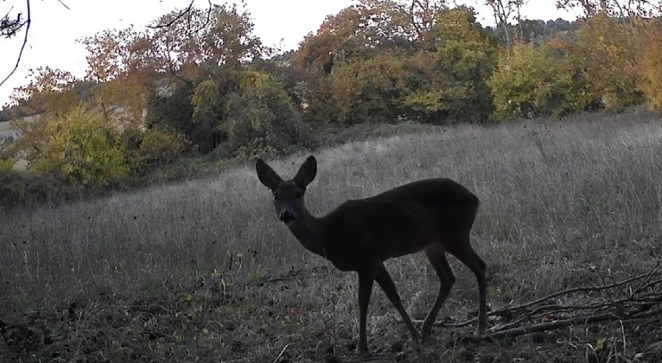 Trakya yaban kedisi görüntüsü