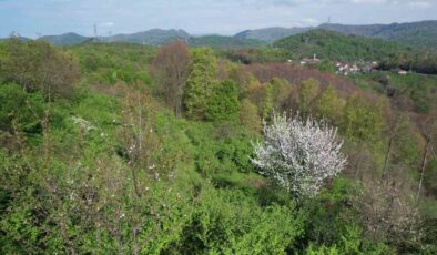 Zonguldak’ın Ormanlarında Baharın Renk Şöleni