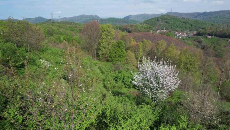 Zonguldak’ın Ormanlarında Baharın Renk Şöleni