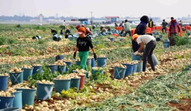 Adana’da Soğan Fiyatları Düştü