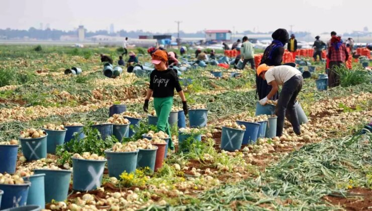 Adana’da Soğan Fiyatları Düştü