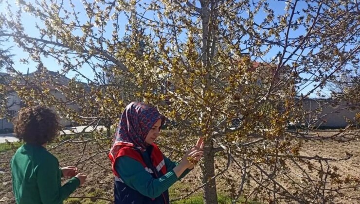 Afyonkarahisar’da Zirai Don Hasarı Tespiti