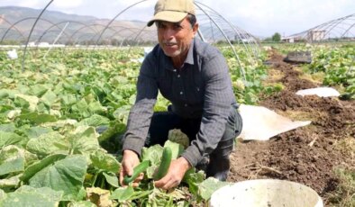 Amik Ovası’nda Salatalık Hasadı