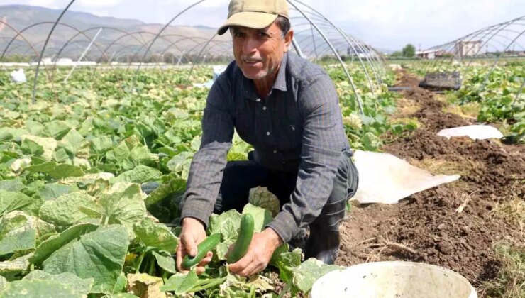Amik Ovası’nda Salatalık Hasadı