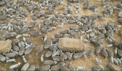 Ankara’da kuzuların anneleri ile renkli buluşması