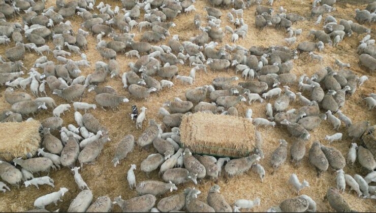 Ankara’da kuzuların anneleri ile renkli buluşması