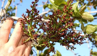 Antep fıstığında zirai don tehlikesinin geçmesi rahat nefes aldırdı