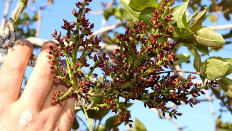 Antep fıstığında zirai don tehlikesinin geçmesi rahat nefes aldırdı