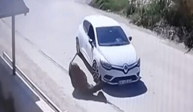 Otomobil Eşeğe Kasıtlı Çarptı