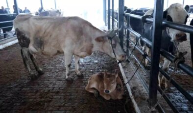 Hayvan Pazarı Şap Hastalığı Nedeniyle Kapatıldı