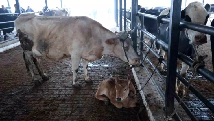 Hayvan Pazarı Şap Hastalığı Nedeniyle Kapatıldı