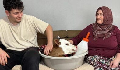 ‘Bayram’ ismini verdiği buzağıya üşümesin diye evde bebek gibi bakıyor