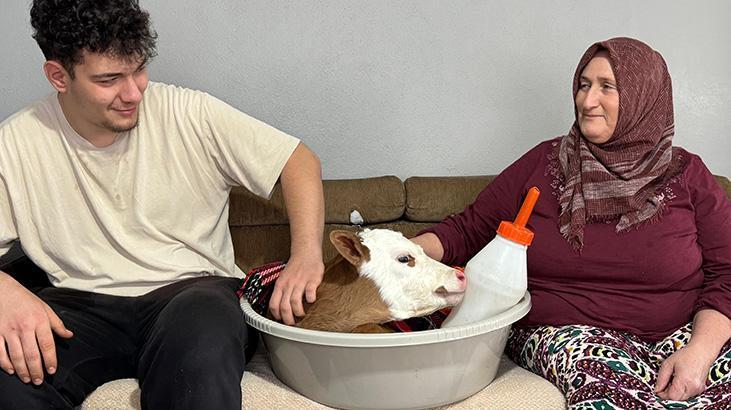 ‘Bayram’ ismini verdiği buzağıya üşümesin diye evde bebek gibi bakıyor