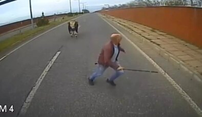 Bingöl’de İnek Saldırısı Panik Yaratıyor