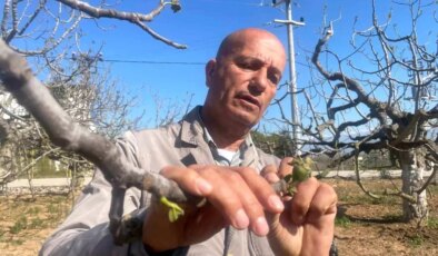 Bursa Siyah İnciri Don Hadiselerinden Etkilenmedi