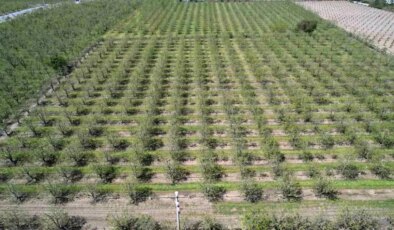 Bursa’da Zirai Don Etkisi Yeterince hissedilmedi