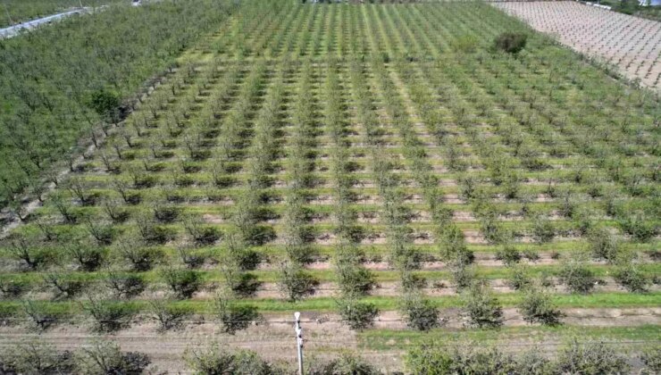 Bursa’da Zirai Don Etkisi Yeterince hissedilmedi