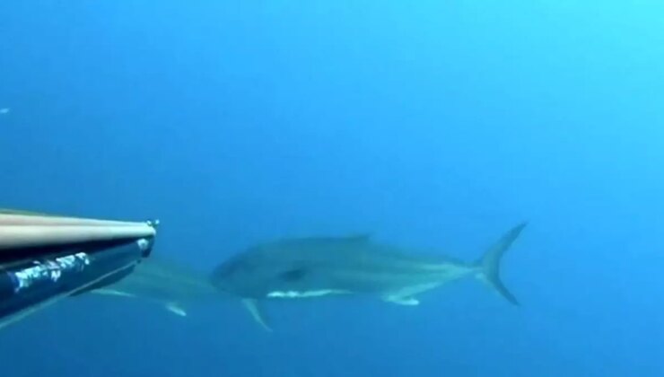 Çanakkale’de Rekortmen Dalgıç Akya Avladı