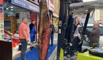 Çorlu’da Dev Yayın Balığı Sergileniyor