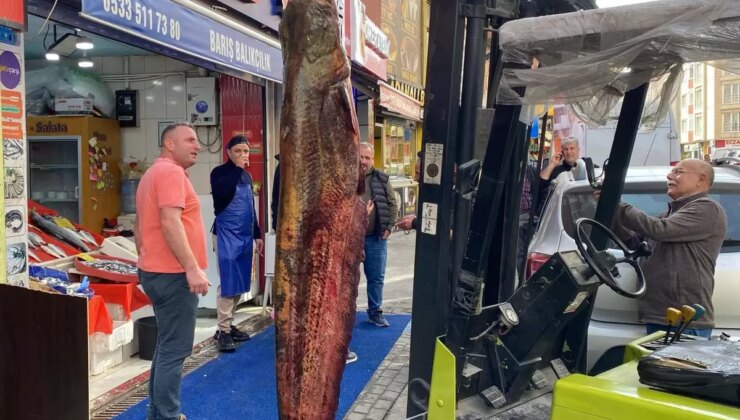 Çorlu’da Dev Yayın Balığı Sergileniyor