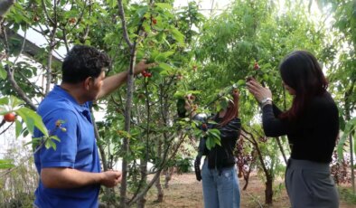 Çukurova’da Kiraz Yetiştiriciliği Artıyor