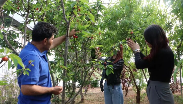 Çukurova’da Kiraz Yetiştiriciliği Artıyor