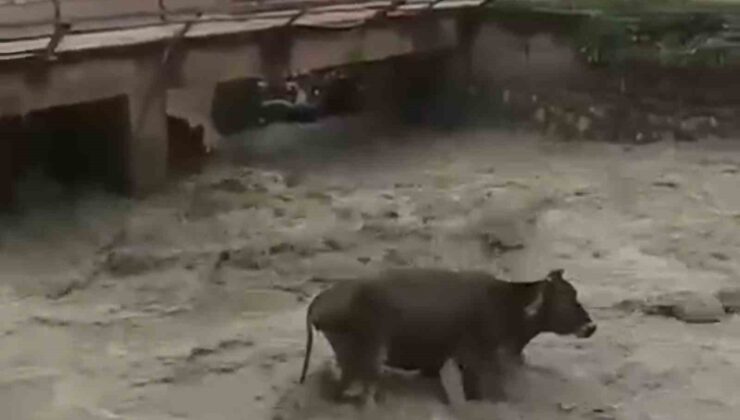 Derede Mahsur Kalan İnek Kurtarıldı