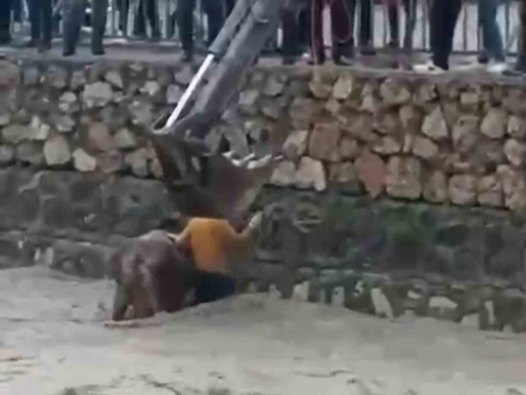 derede mahsur kalan inek kurtarıldı