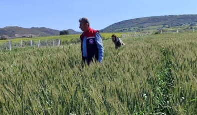 Didim’de Hububat Kontrolleri Sorunsuz Geçti