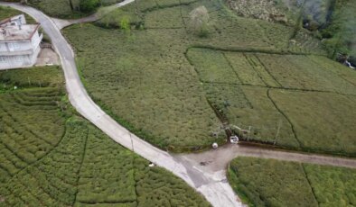 Doğu Karadeniz’de Zirayi Don Çay Üretimini Tehdit Ediyor