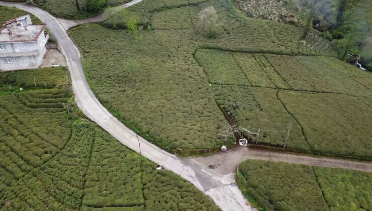 Doğu Karadeniz’de Zirayi Don Çay Üretimini Tehdit Ediyor