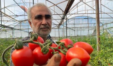 Domates üreticisinden sera-market fiyat farkına tepki