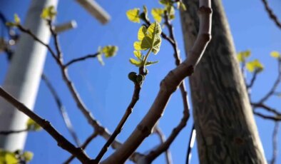 Don Zararına Rağmen İhracat İyimserliği