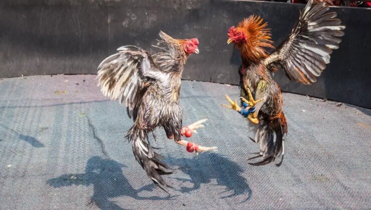 Ekvador’da Horoz Dövüşünde Silahlı Saldırı