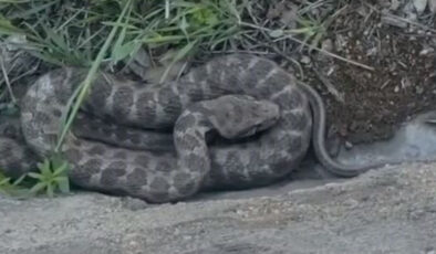 Elazığ’da Dev Engerek Yılanı Görüntülendi