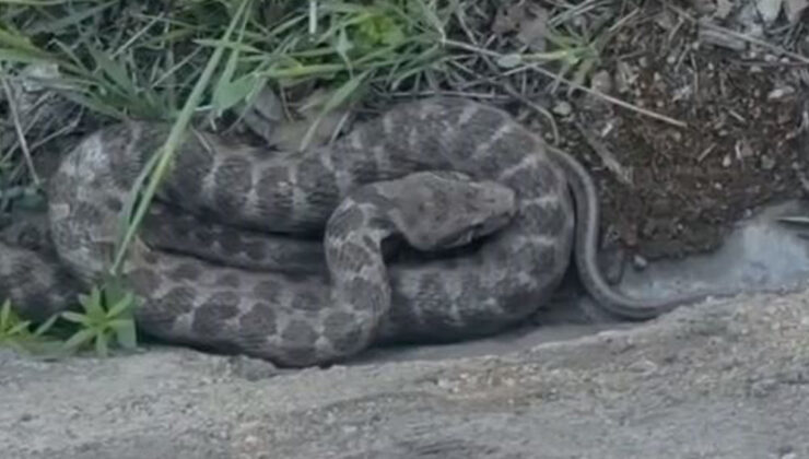 Elazığ’da Dev Engerek Yılanı Görüntülendi