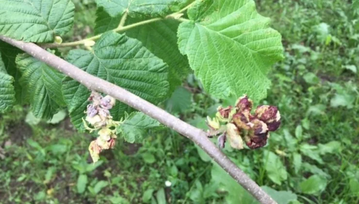 Trabzon’da Bahar Coşkusu: İlçeler Çiçek Açtı, Fındıklar Filizlendi